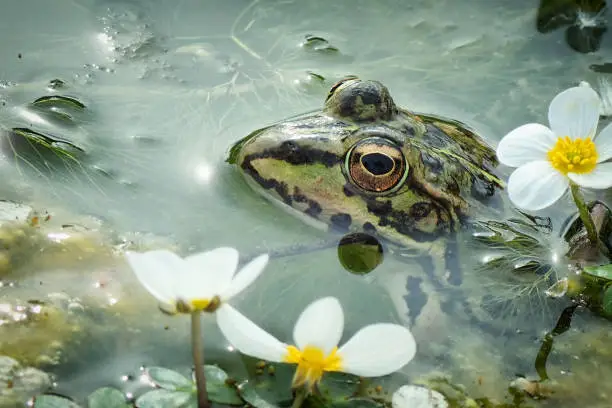 idyllic photography of a frog in a lake surrounded by plants and water.