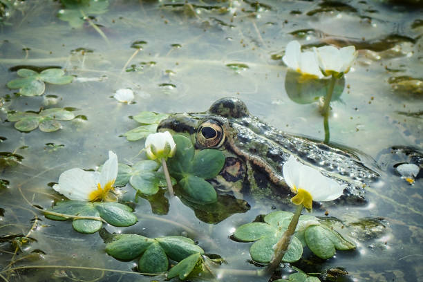 istock Frog in the lake 1301747104