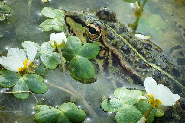 istock Frog in the lake 1301747154