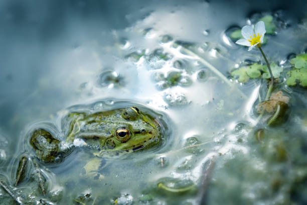istock Frog in the lake 1301747190