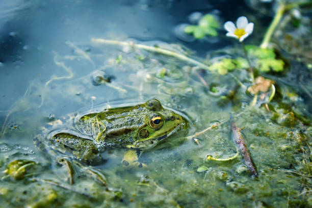 istock Frog in the lake 1301747238