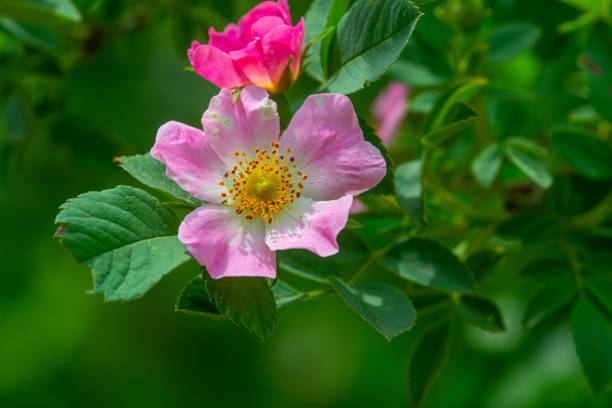 istock Wildflowers colorful floral background 1301747273