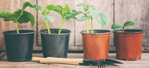 istock Seedlings of cucumbers in pots. Selective focus. 1301748495