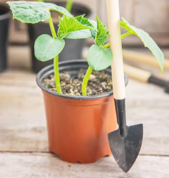 istock Seedlings of cucumbers in pots. Selective focus. 1301748497