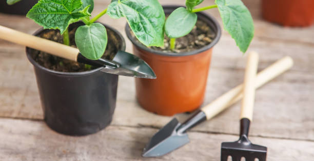 istock Seedlings of cucumbers in pots. Selective focus. 1301748508