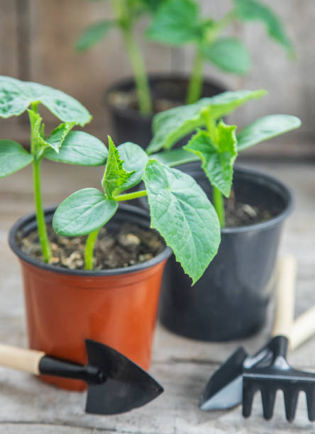 istock Seedlings of cucumbers in pots. Selective focus. 1301748514