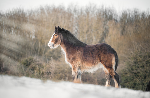 Beautiful big Irish Gypsy Cob horse foal standing wild in snow field on ground looking away from camera through cold deep snowy winter landscape at sunset baby shire horse sunshine light rays