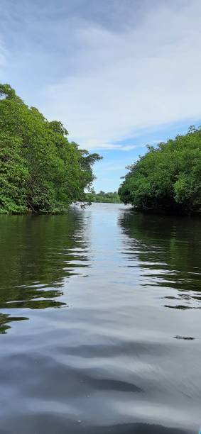 istock Brazilian mangrove 1301749918