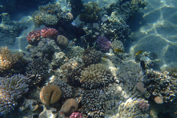 istock coral reef in Egypt in Hurghada 1301750988