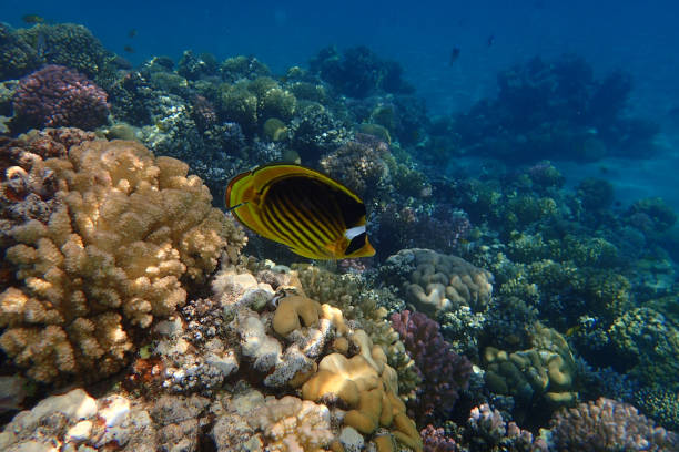 istock coral reef in Egypt in Hurghada 1301750993
