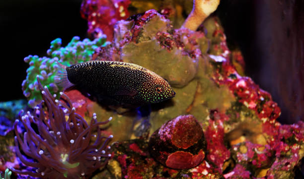 istock Yellow-spotted Black Leopard Wrasse - Macropharyngodon negrosensis 1301751135