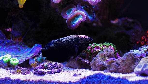 istock Yellow-spotted Black Leopard Wrasse - Macropharyngodon negrosensis 1301751143