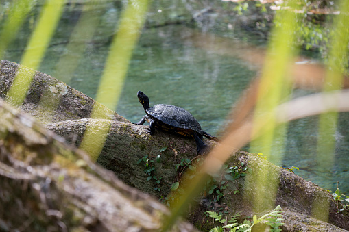 A Cooter Turtle in Ocala National Forest, Florida