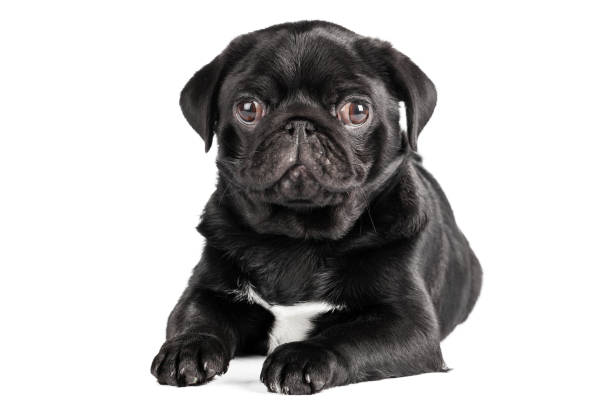 istock Pug dog isolated on a white background 1301752856