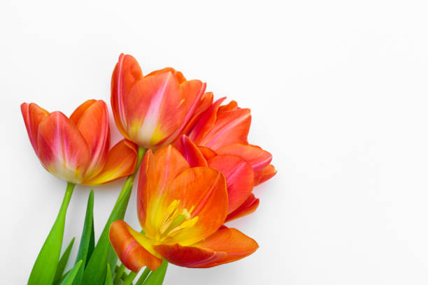 istock Fresh tulip flowers isolated on white background 1301753163
