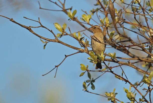 istock Yellow-throated Bush-sparrow 1301753322