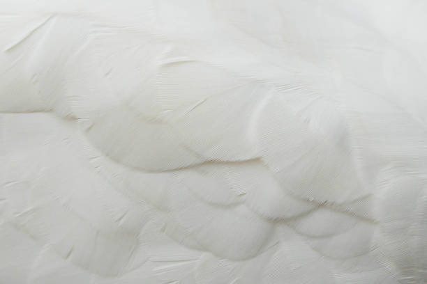 istock macro photo of feathers on white cockatoo 1301754111