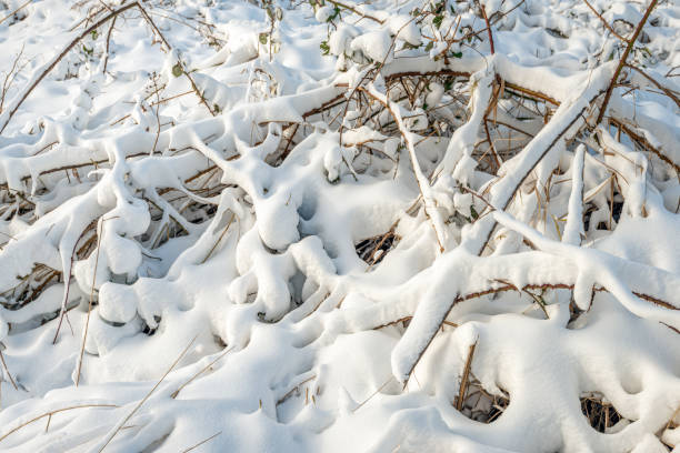 Plants covered with thick snow cover up close