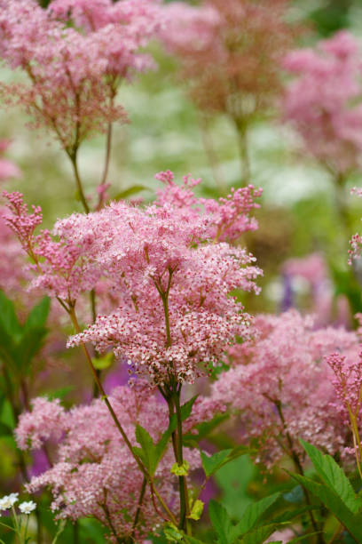 istock Pale Pink Japanese Meadowsweet Shrub in Full Bloom. 1301755533