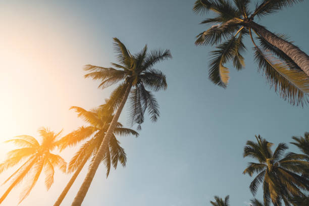 istock Tropical palm tree with sun light on sunset sky and cloud abstract background. 1301757966