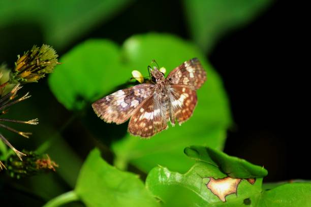 istock butterfly insect - rhopalocera 1301758044