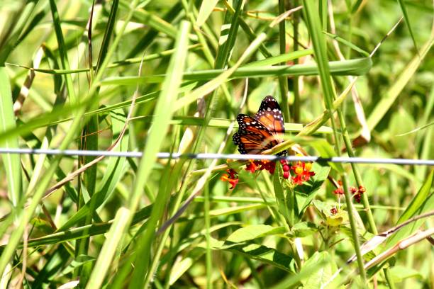 istock butterfly insect - rhopalocera 1301758665