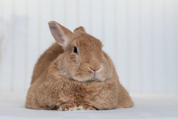 istock Rufus Rabbit poses on white plush blanket with white wainscot background.  Natural neutral colors and texture copy space. 1301758844
