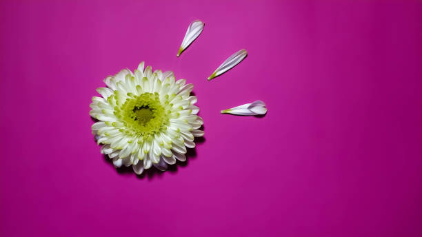 istock One white chrysanthemum on a pink background 1301759094