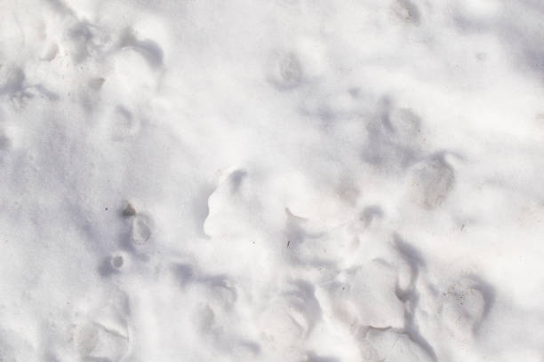 istock white snow in visible detail. background or texture 1301760123