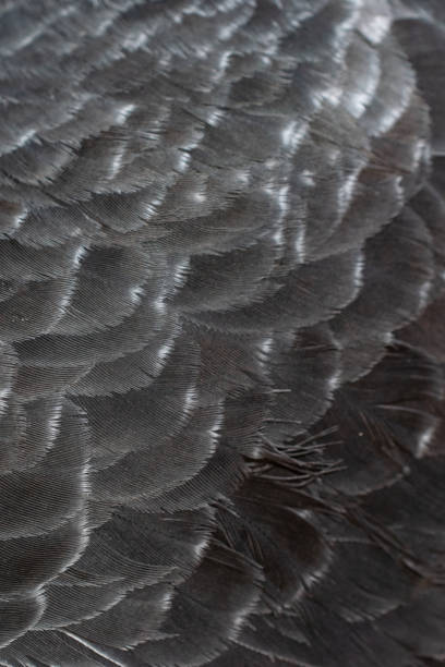 istock black pigeon feathers with visible detail. background 1301760144