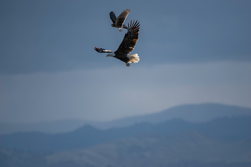 A shot of bald eagle hunting with a Northern Harrier Hawk attacking the eagle and mountains in the background