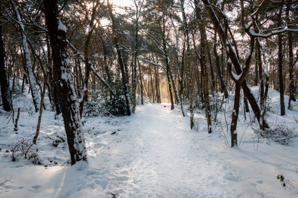 istock Winter scene in the woods 1301762623