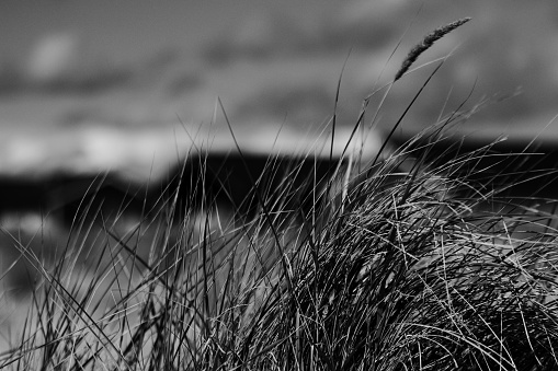 grass on Helgoland