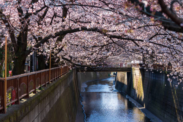 istock Cherry blossoms along the Meguro River 1301762977