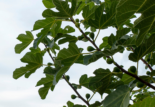 Close-up of a plant growing in a garden