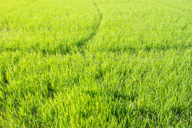 istock rice agriculture field background farm landscape 1301764426