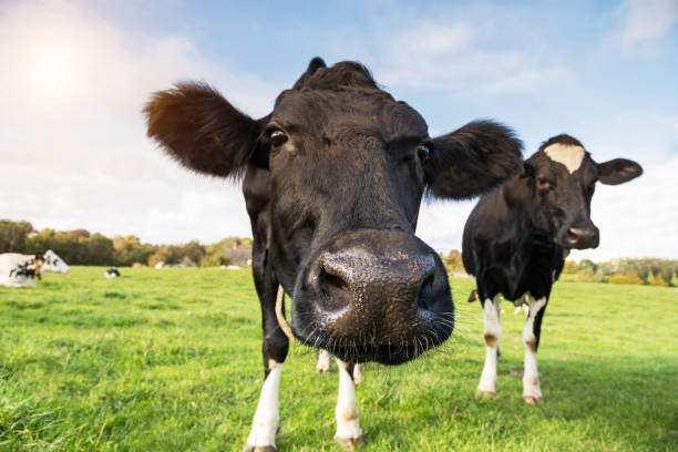 istock Close-up of cows in summer 1301765587