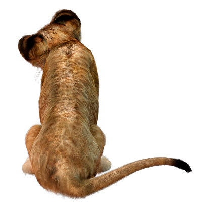 3D rendering of a cute lion cub isolated on white background