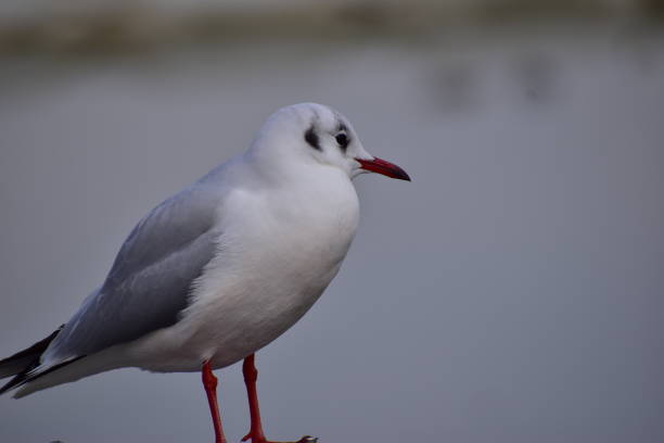 istock Portrait of black headed gull 1301767202