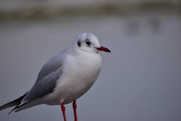 istock Portrait of black headed gull 1301767210