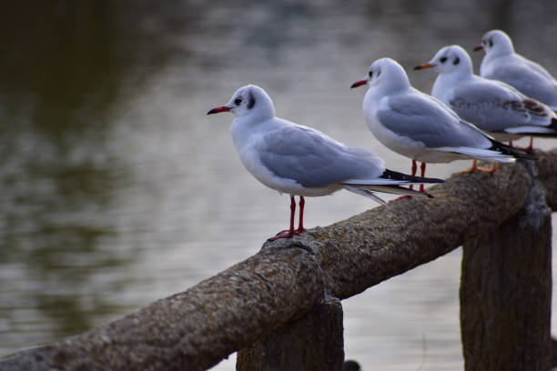 istock Portrait of black headed gulls 1301767284