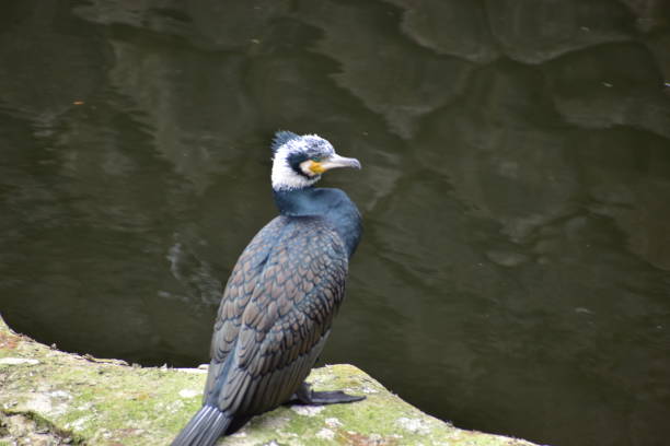 istock Portrait of great cormorant 1301767745