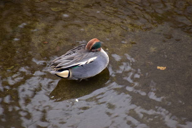 istock Portrait of teal 1301767755