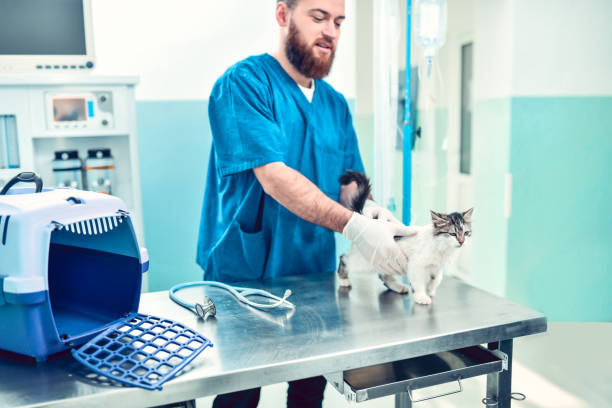 istock Vet Calming Small Cat Before Medical Procedure 1301769108