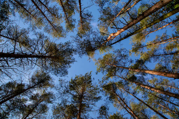 istock The treetops of spruce trees with blue sky. 1301769397