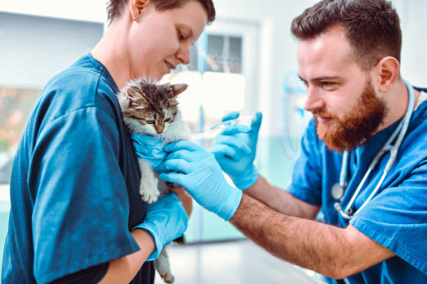 istock Sick Kitty Getting Medical Shot At Vets Clinic 1301770085