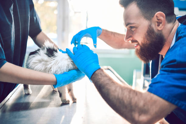 istock Veterinary Doctor Cropping Kitty's Fur To Remove Surgical Suture 1301770186