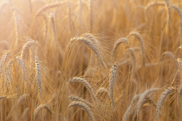 istock Barley field with ripe and gold barley crops 1301770326