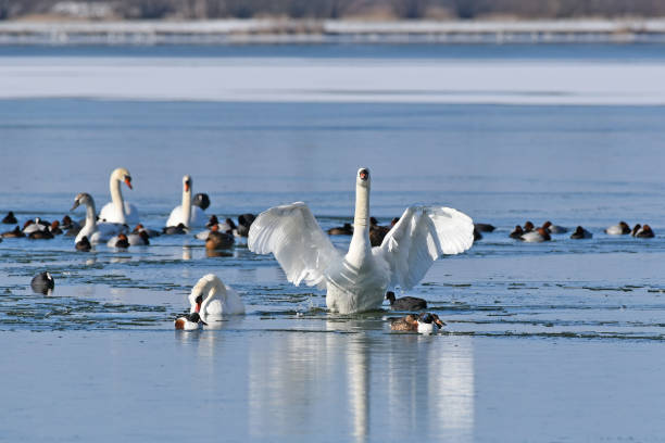istock Mute Swan (Cygnus olor) stretching its wings 1301770473