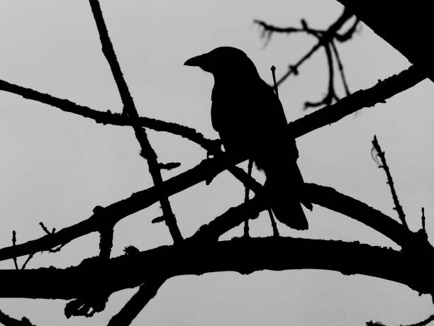 istock Silhouette of raven 1301770610
